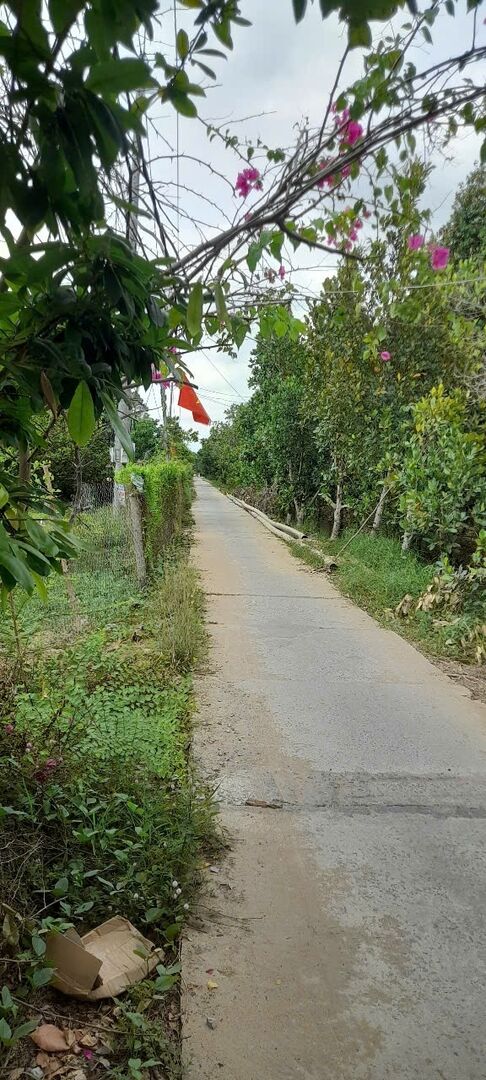 Bán đất vườn sầu riêng đang cho trái, mặt tiền sông lớn, 903m² giá chỉ 1 triệu/m² 