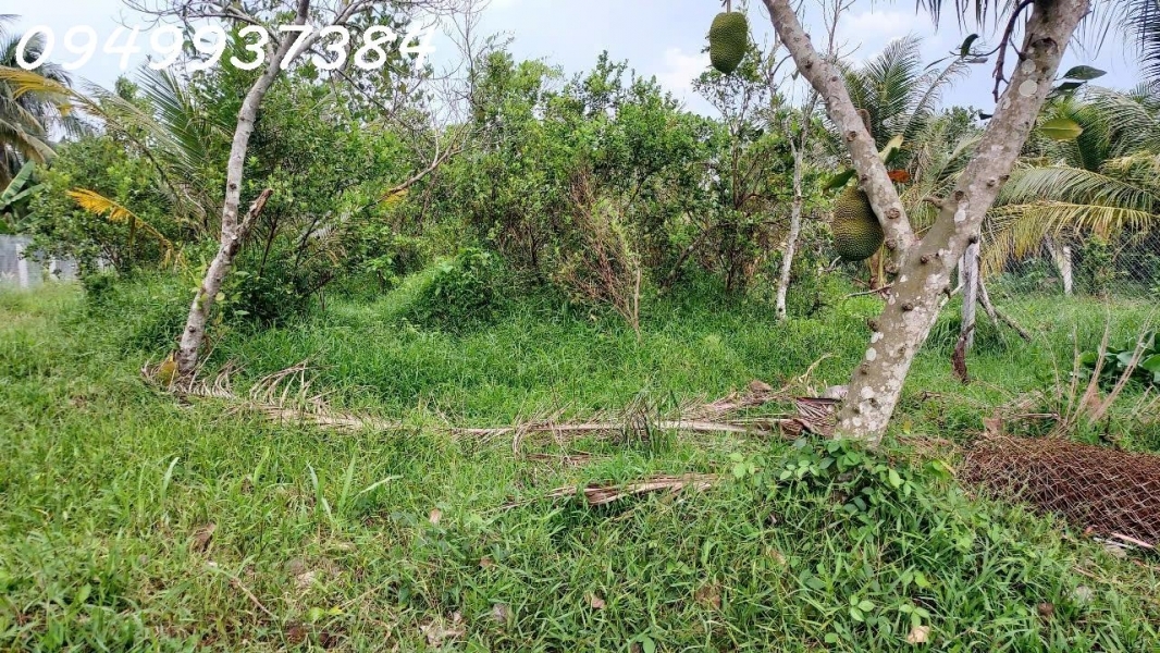 Chính chủ cần bán đất vườn tại xã Long Hưng Châu Thành Tiền Giang DT 500m2 giá đầu tư
